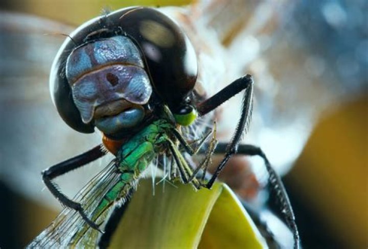 Do dragonflies eat flies?