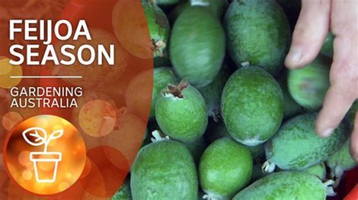 Do feijoas grow in australia?