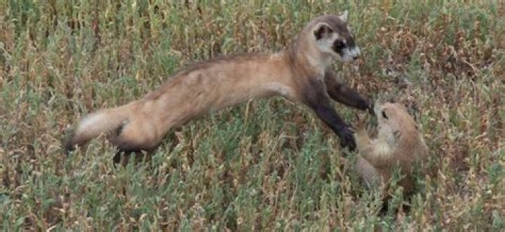 Do ferrets like being jiggled?