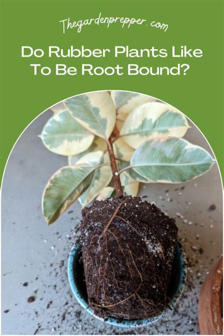 Do fittonia like to be root bound?