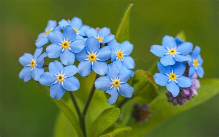 Do forget me nots need sun?