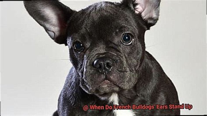 Do french bulldogs ears stand up?