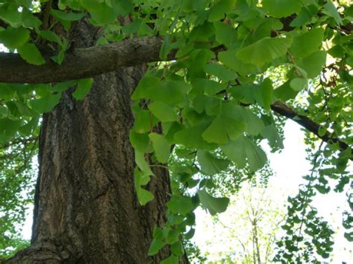 Do ginkgos produce cones?