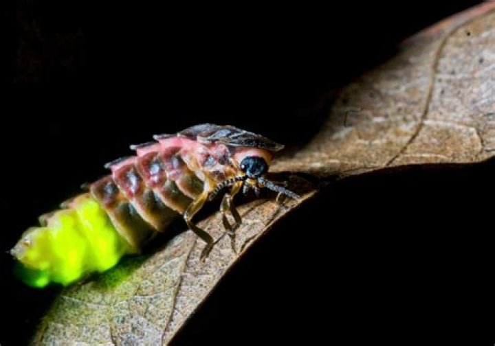 Do glow worms make a dim light?