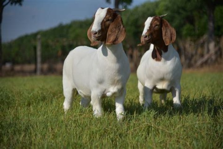 Do goats get prolapses?