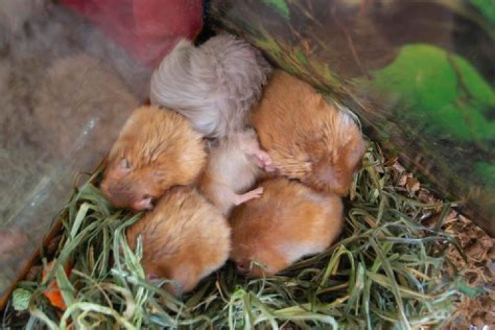 Do hamsters have hibernates?