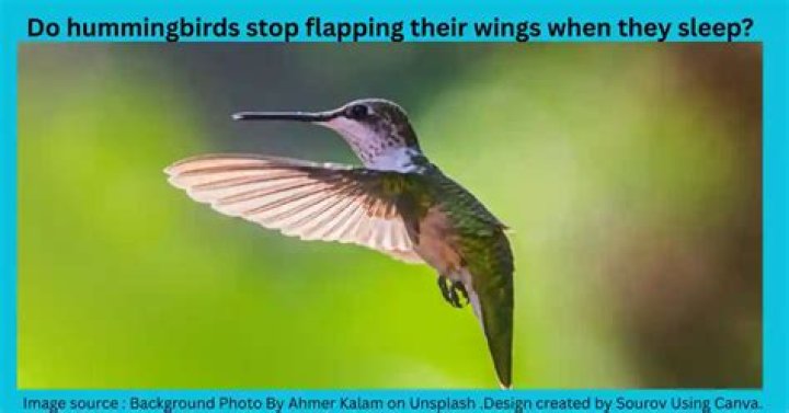 Do hummingbirds stop flapping their wings?