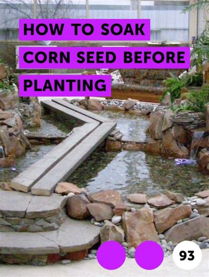Do i need to soak corn before planting?