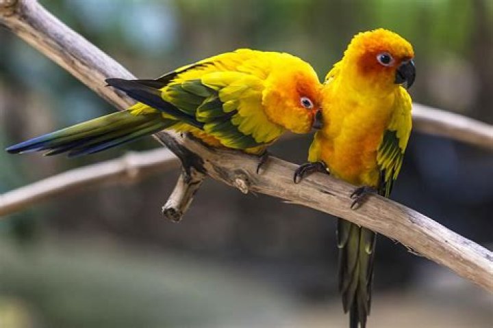Do jenday conures make good pets?