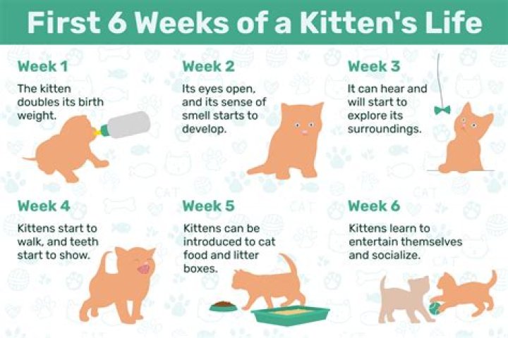 Do kittens grow out of meowing?