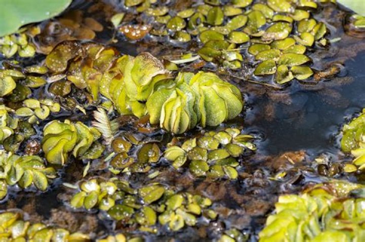 Do koi eat salvinia?