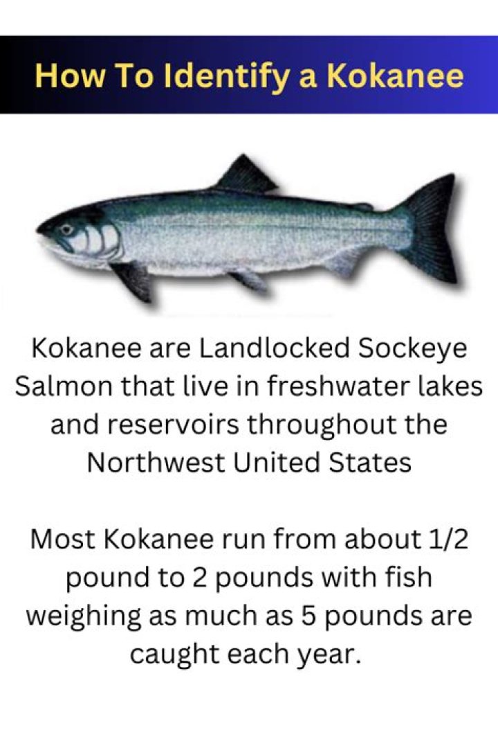 Do kokanee salmon have spots?