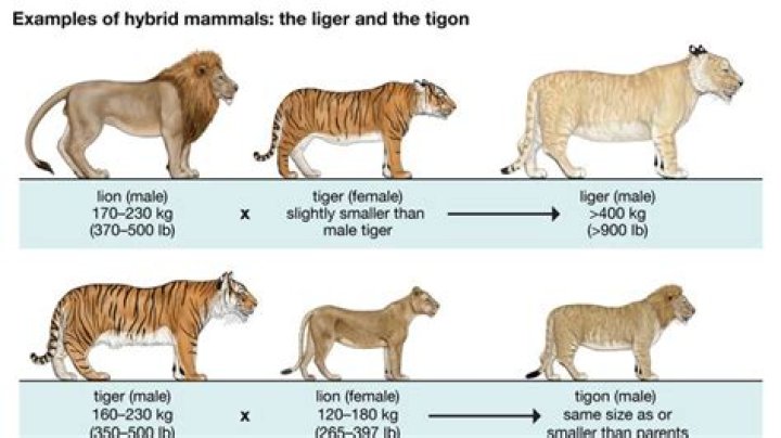 Do ligers stop growing?