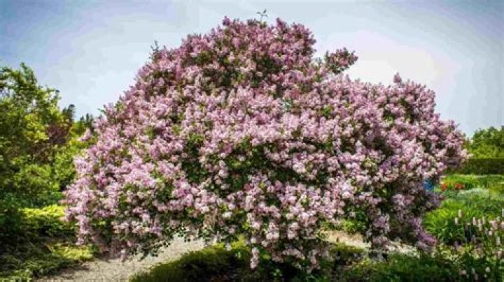 Do lilacs grow in north carolina?