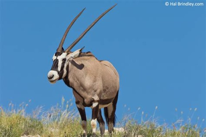 Do lions eat gemsbok?