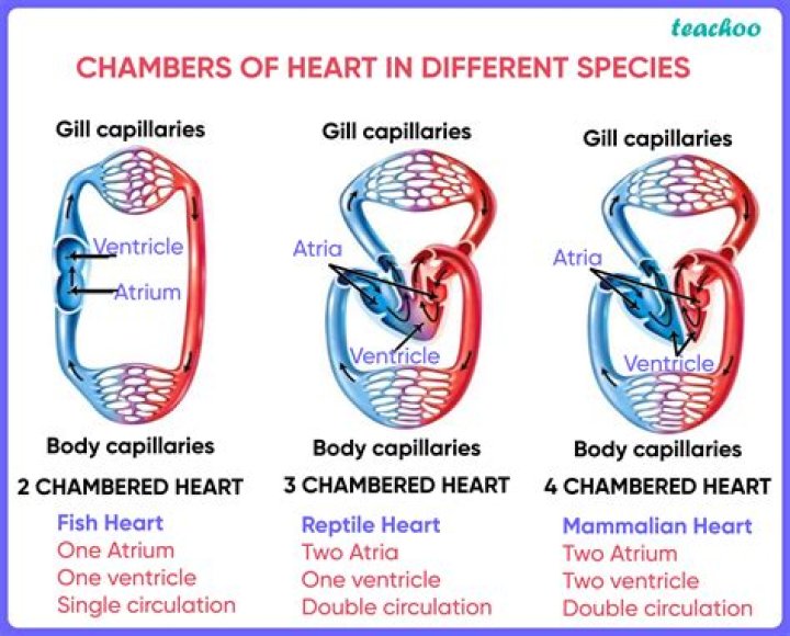 Do lizards have 4 chambered heart?