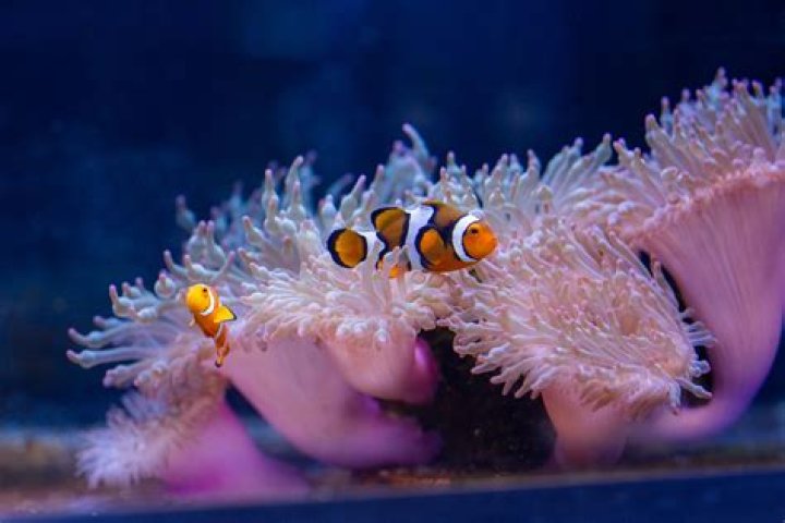 Do long tentacle anemone sting?