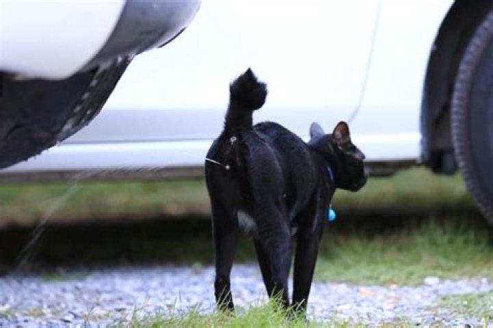 Do male cats spray?