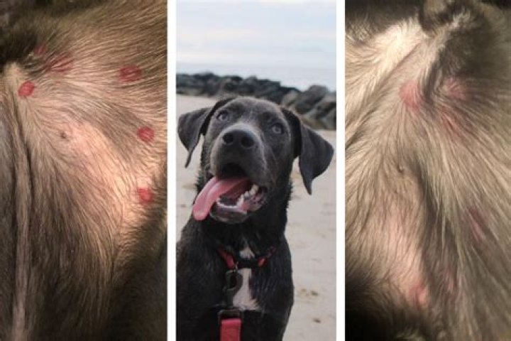 Do midges bite dogs?