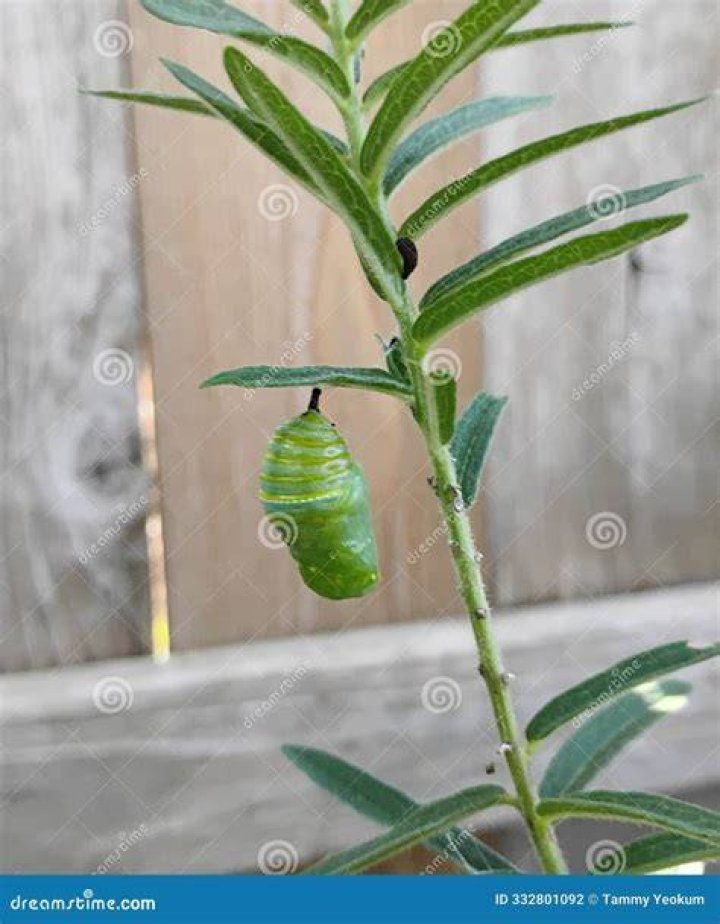 Do monarch caterpillars leave milkweed to pupate?