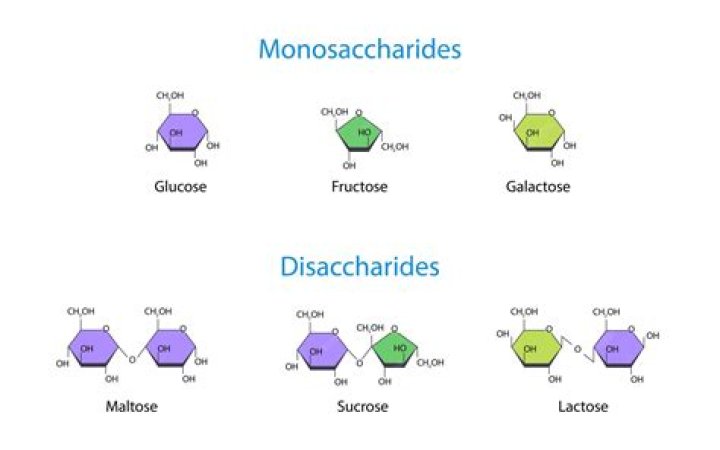 Do monosaccharides have glycosidic bonds?