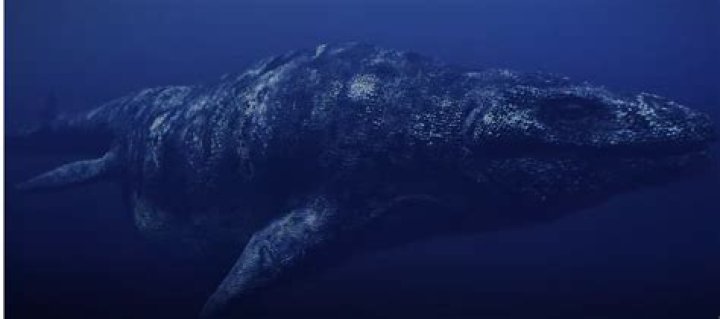 Do mosasaurs lay eggs?