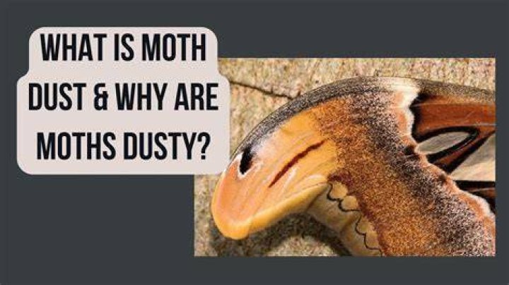 Do moths turn to dust?