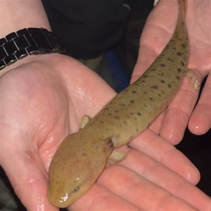 Do mudpuppy live in ohio?