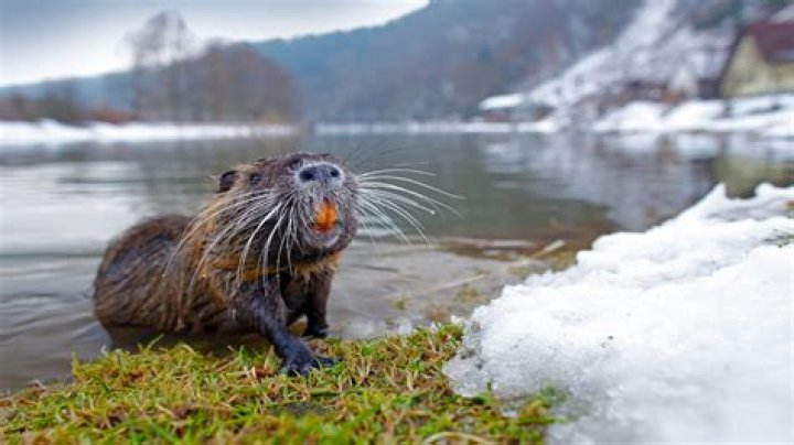 Do nutria eat trees?