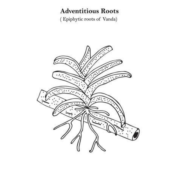 Do orchids have adventitious roots?