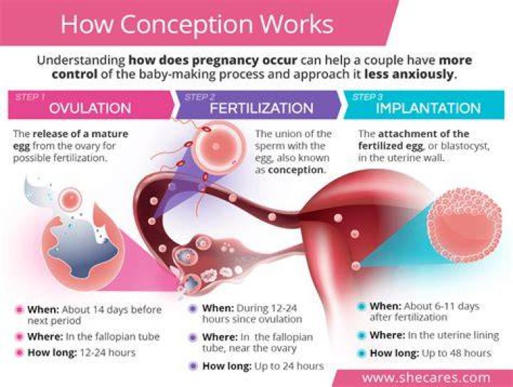 Do ovulation occur during pregnancy?