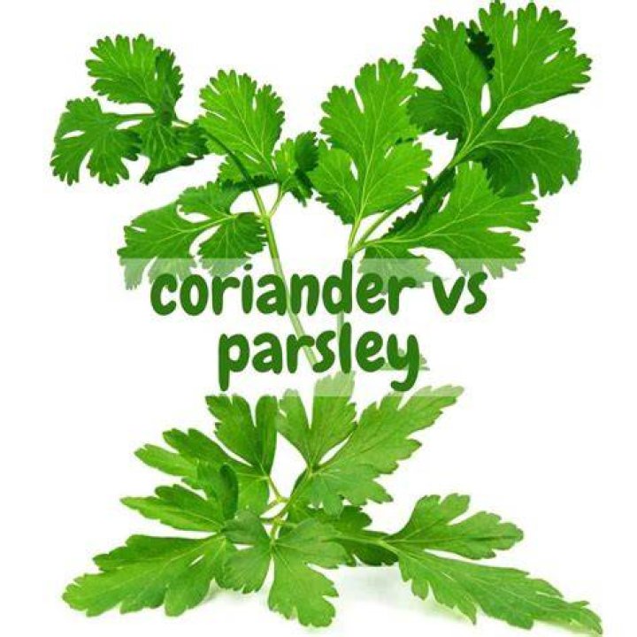 Do parsley and coriander taste the same?