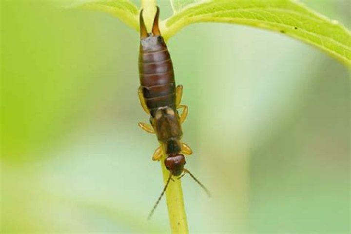 Do pincher bugs eat plants?