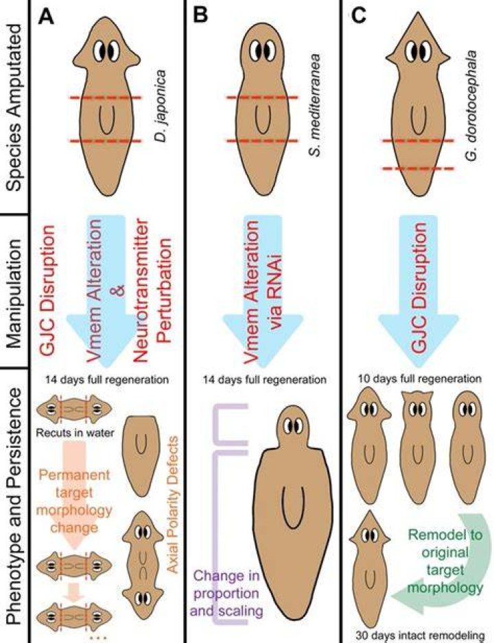 Do planarians feel pain?