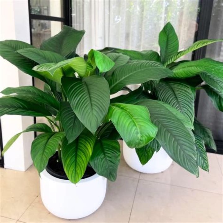 Do plants have a lifespan?