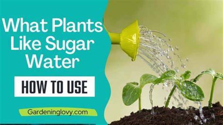 Do plants like well water?