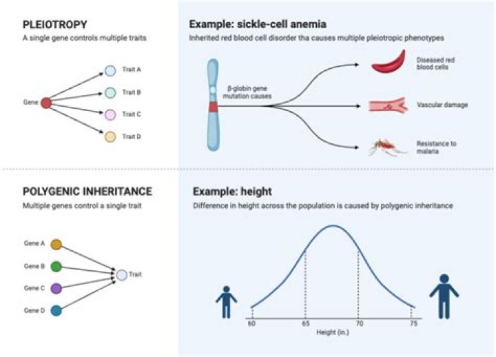 Do polygenic traits vary?
