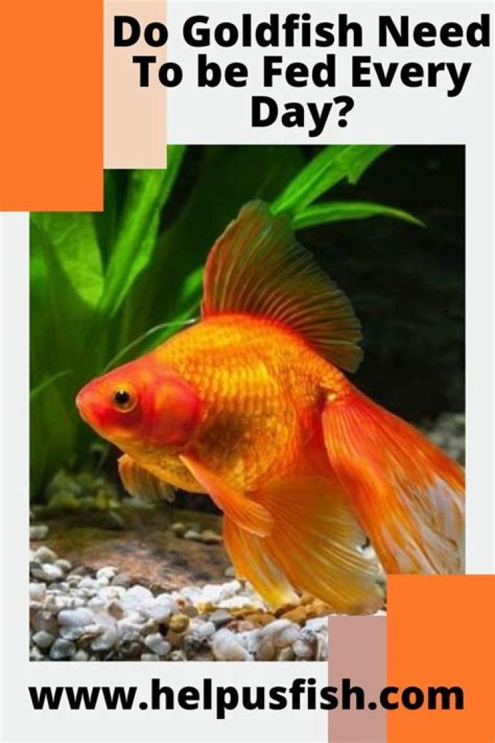 Do pond goldfish need to be fed in winter?