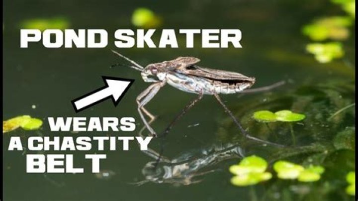 Do pond skaters bite?
