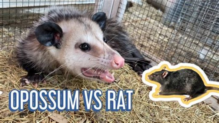 Do possums eat rats?