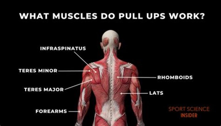 Do pull ups work infraspinatus?