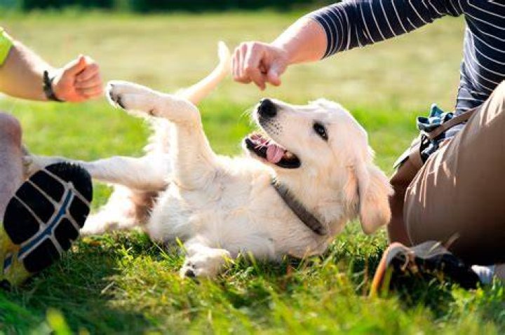 Do puppies know their owners?