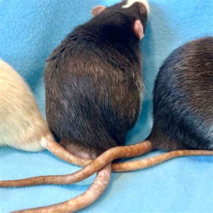 Do rats have prehensile tails?