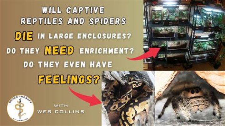 Do reptiles have feelings?
