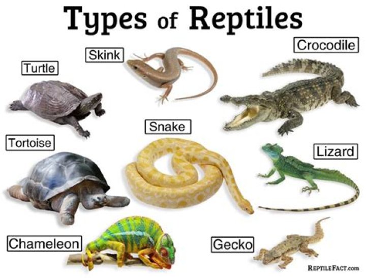 Do reptiles have gills?