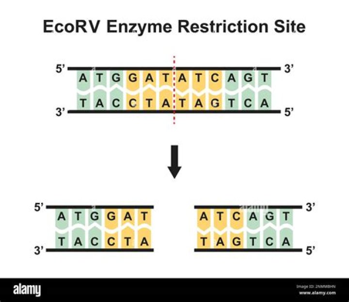 Do restriction enzymes recognize restriction site?