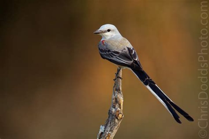 Do scissortail flycatchers migrate?