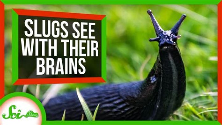 Do sea slugs have brains?