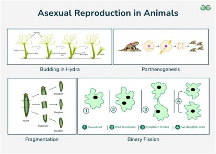 Do seahorse reproduce sexually or asexually?