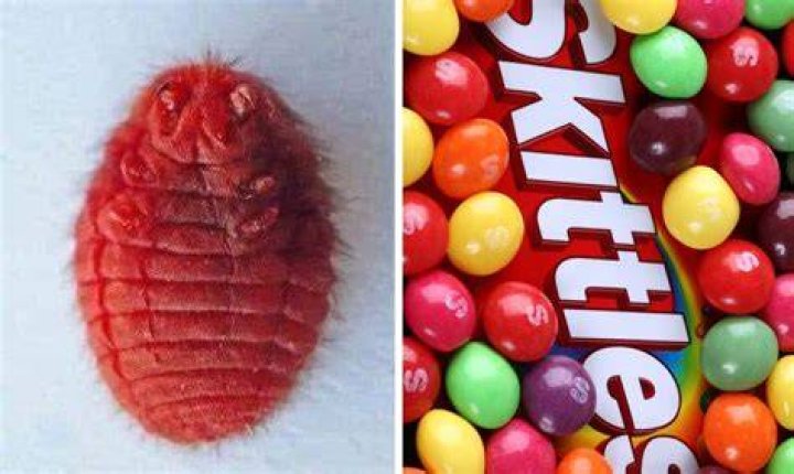Do skittles contain cochineal?